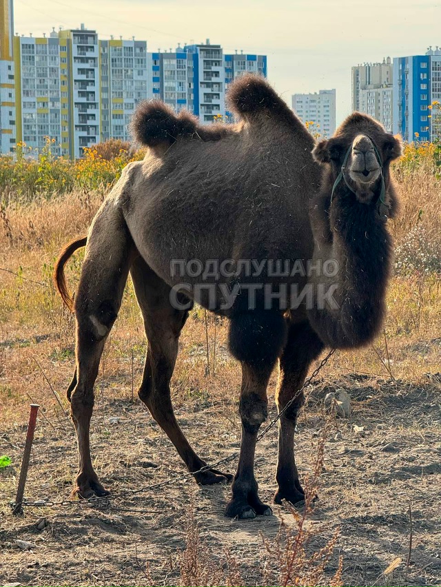 🐫 Верблюд позирует для наших подписчиков
