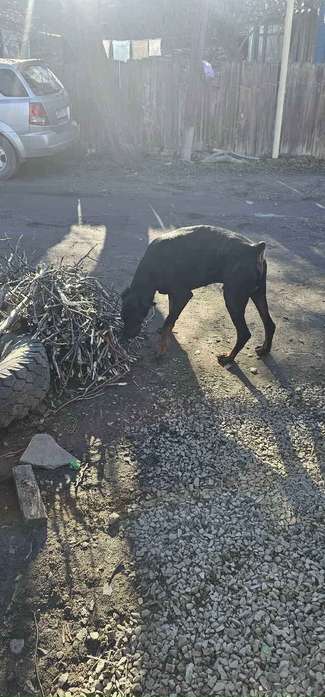 Чей потеряшка? Бегает по ул. Калинина