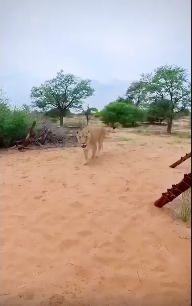 Она наконец-то дождалась своего хозяина..