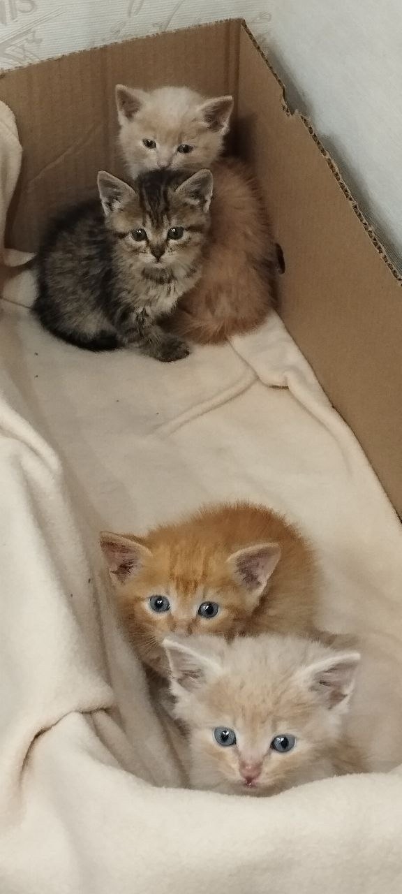 Этим трем рыжым мальчикам и камышовой девочке нет ещё ?...