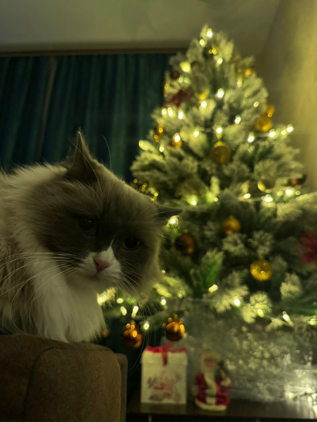 С первым днем зимы ❄️