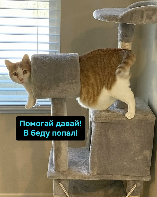 Кот-Шредингер: вроде в домике, а вроде уже и нет.