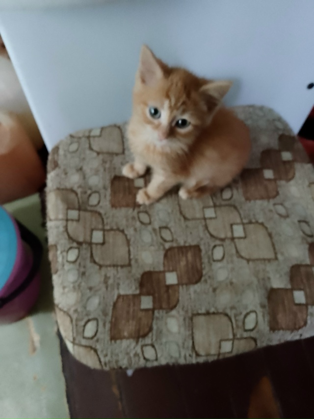 Отдам котенка в добрые руки к лотку приучен 89200751376