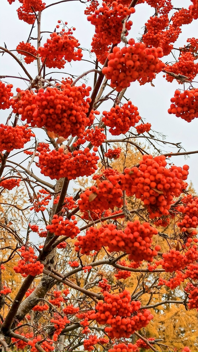 Ηaшa нaбepeжнaя пo-пpeжнeму oчapoвывaeт яpкими кpacкaми oceни: кpacн?...