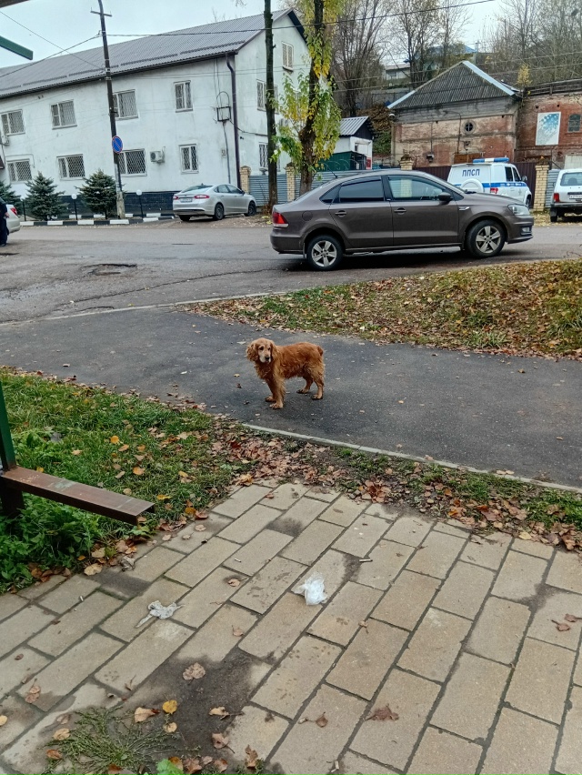 Чей, бегает по Карла- Маркса.