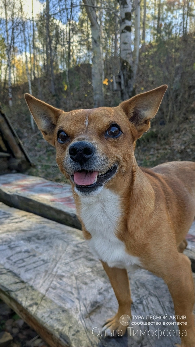 Река Тура осенним, солнечным днём!
Тишина, спокойствие,...