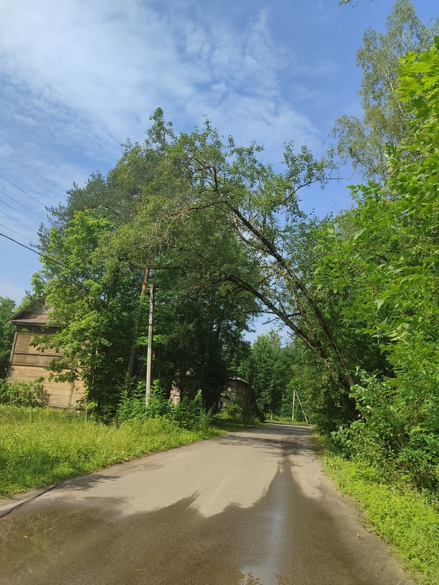 Возле Лужской санаторной школы дерево повисло на пров?...