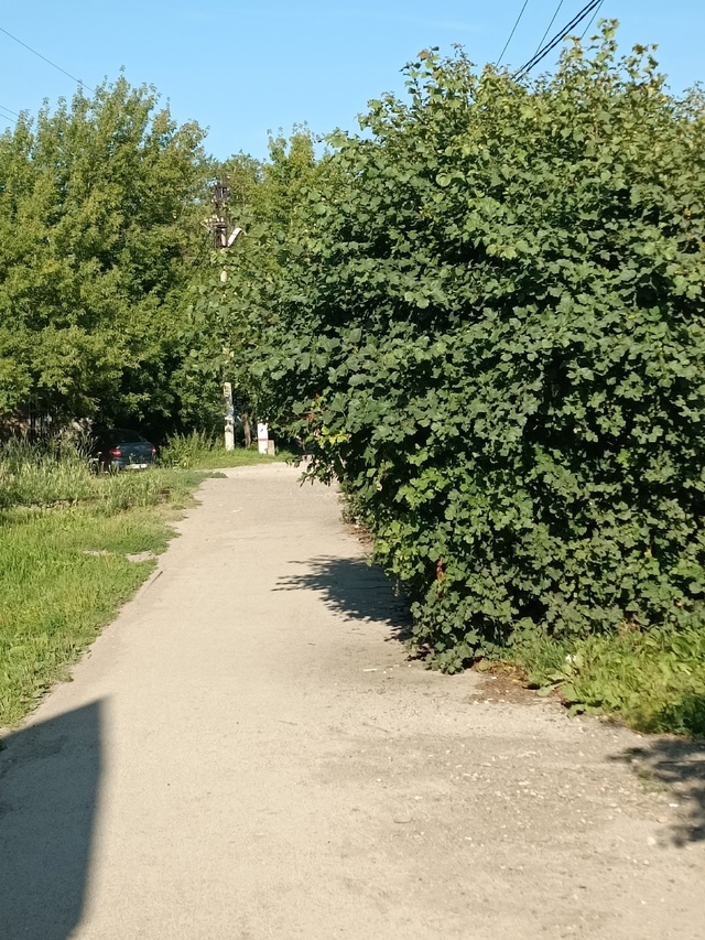 Где-то все деревья вырубили,одни пеньки остались,а в ра...