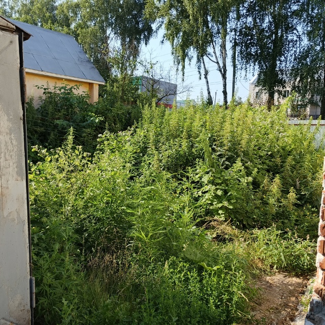 Анонимно пожалуйста!
Хотите почувствовать себя Маугли...