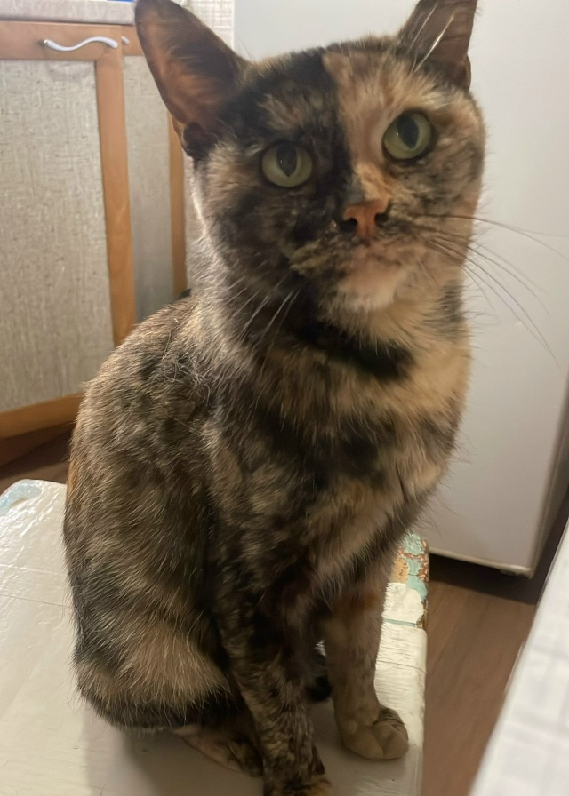 ‼️‼️Поиск дома‼️‼️
Вот такая красотка, умничка, ид...