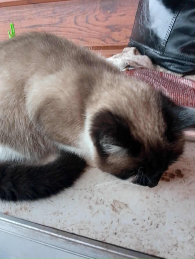 Кто потерял такого красивого котика, писать в личку