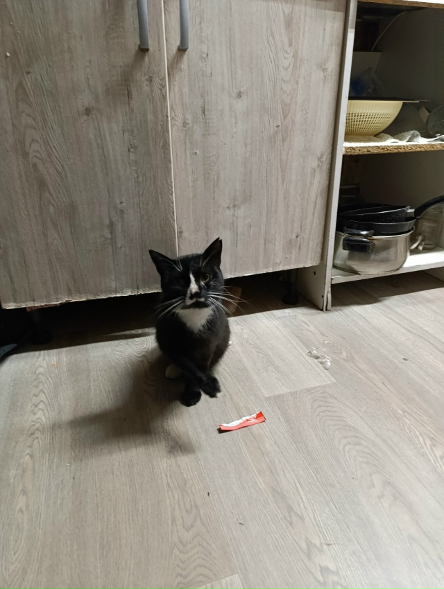 Фото 1. Чуприно, кто потерял котика? Голодный сидел на у?...