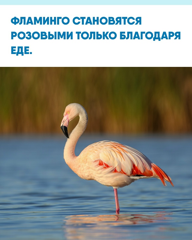 Иногда самые яркие краски в природе зависят не от гено?...