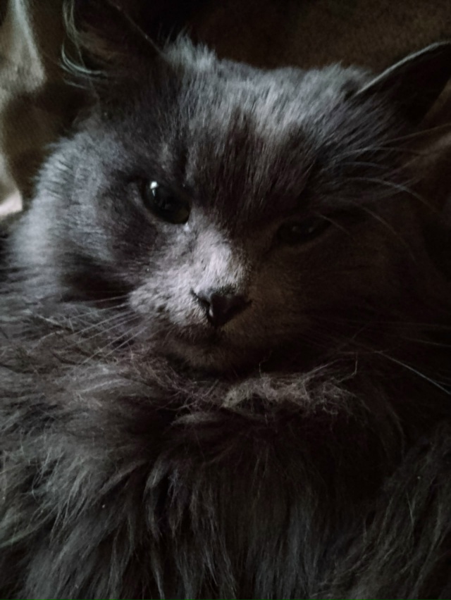 Срочно ❗ До сих пор котик в поиске дома.ищем очень отве...