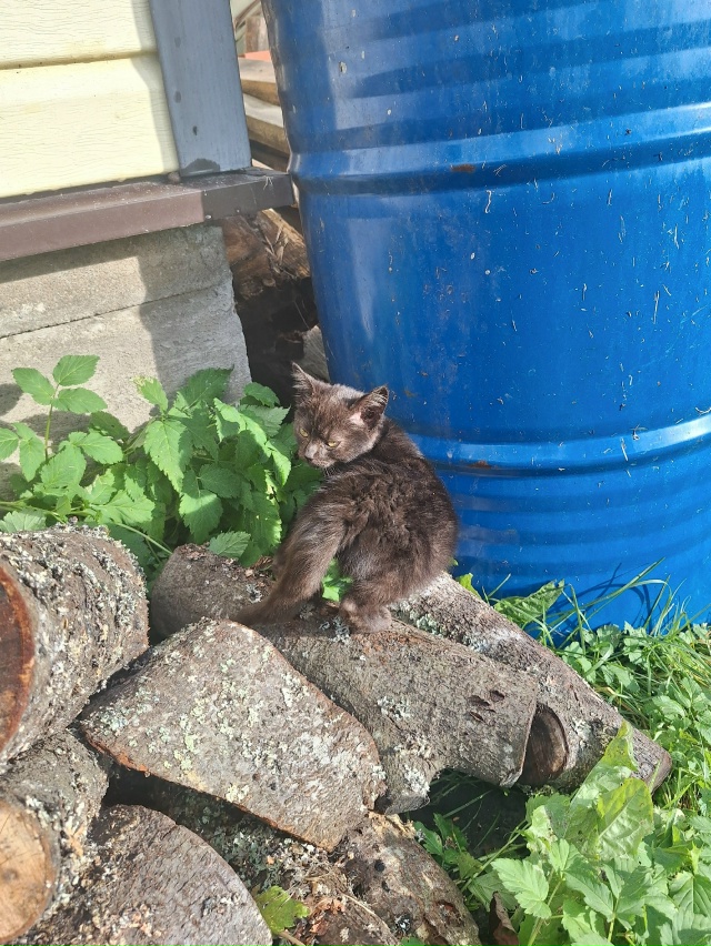 Добрый Вечер!
Может кому приглянётся пушистый малыш?
П?...