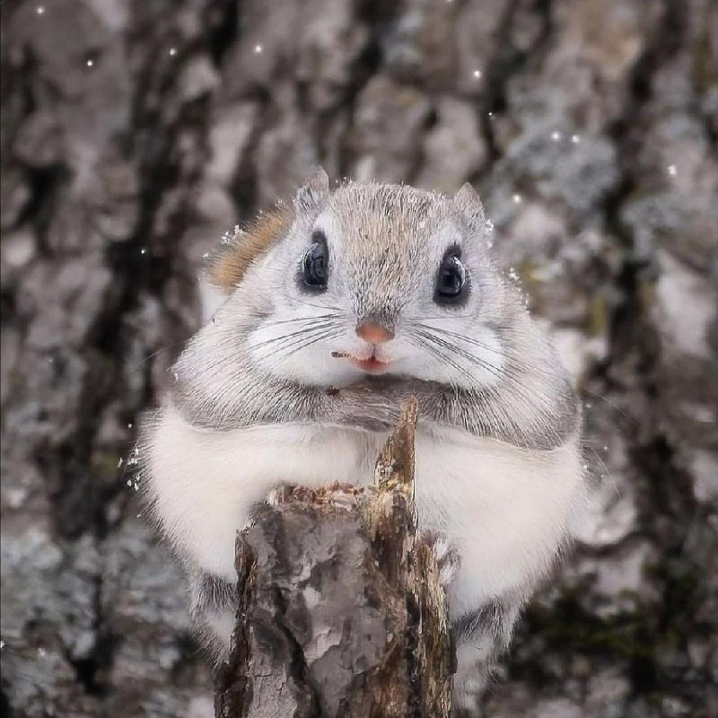 Милота дня: фотографу удалось заснять сибирскую белку-летягу.
Обычно скрытное животное выбралось и