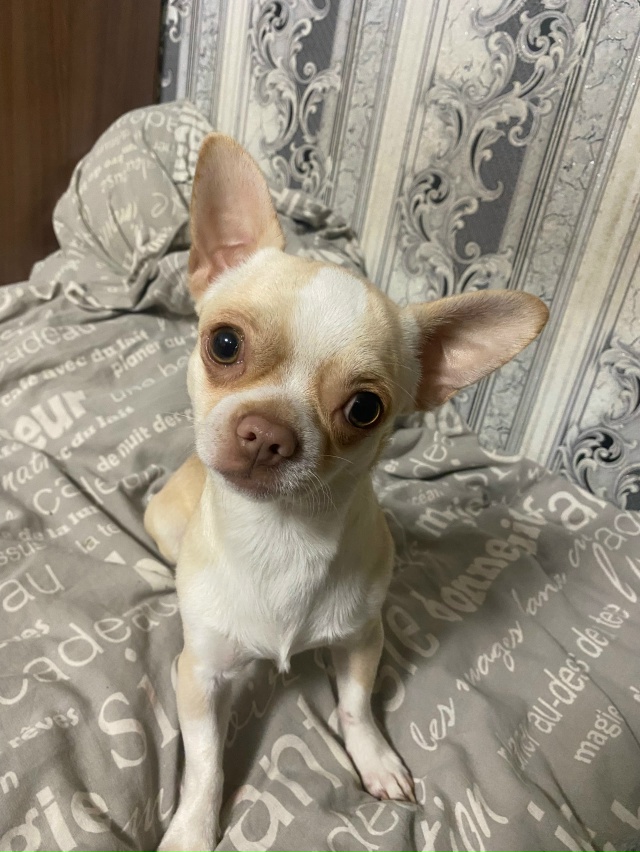 Отдам в добрые руки
Мальчик, в декабре будет 1 год , чиху...