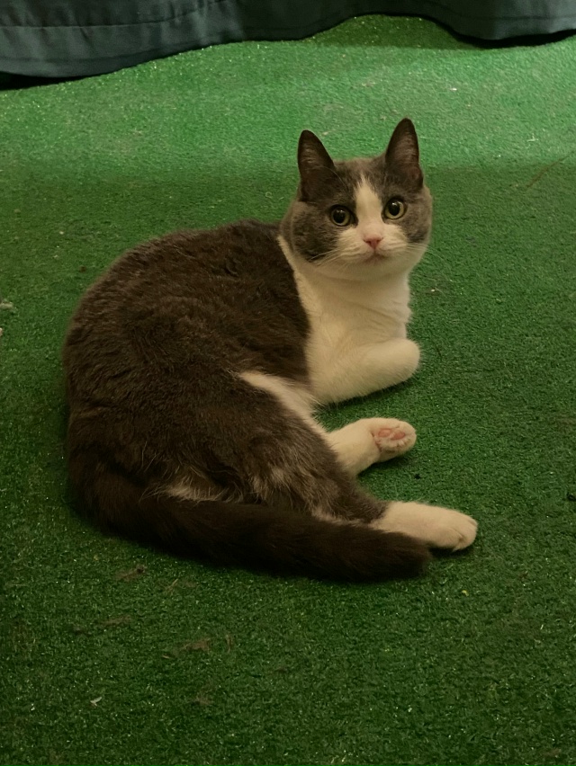 #мурёнакошечка и её смешные мордахи. Два года живет с н?...