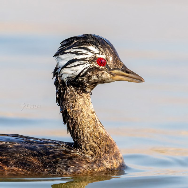 В Южной Америке нашли птицу с Шаринганом
Зовут её белохохлая поганка. Её главная фишка — ярко-красн