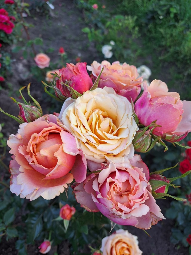 🌹 Юлькины Розы – вдохновение, выращенное с любовью 🌹...
