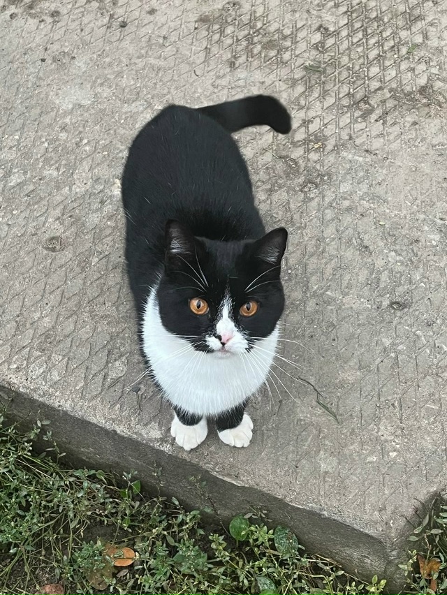 Кто потерял? Живёт в теплице на Чкаловском.