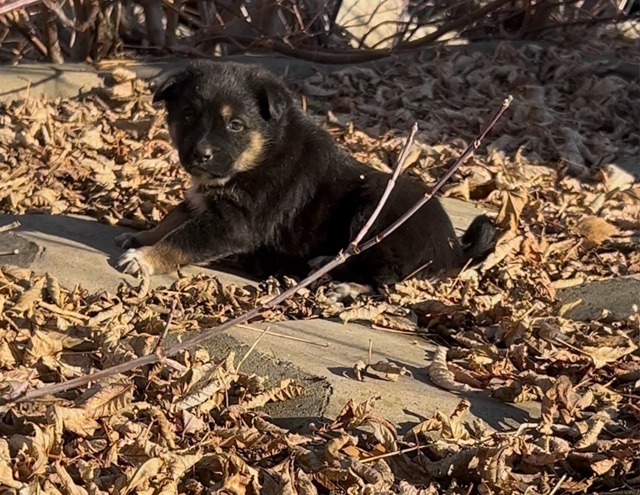 Люди!!! Помогите!!!
Очень верим, что мир не без добрых лю...