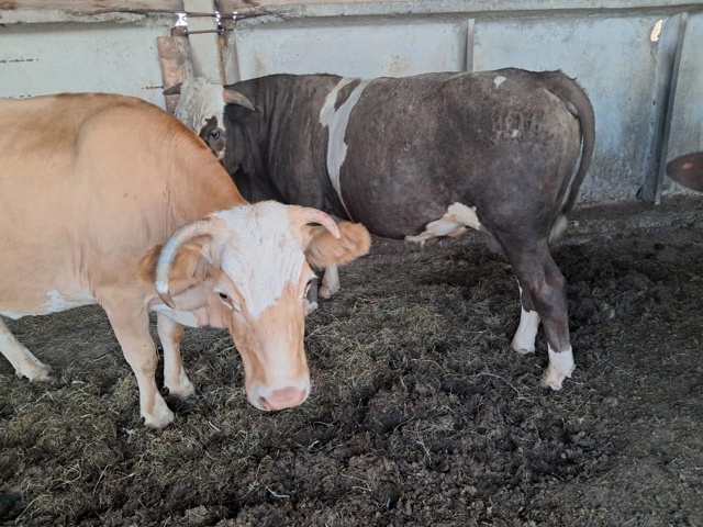 Продаётся КРС 🐄🦬🐂 По все вопросам обращаться по ном...