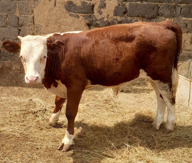 🐂 🐮🐂 🐮🐂 🐮🐂🐮
Куплю бычков январских, февральски...