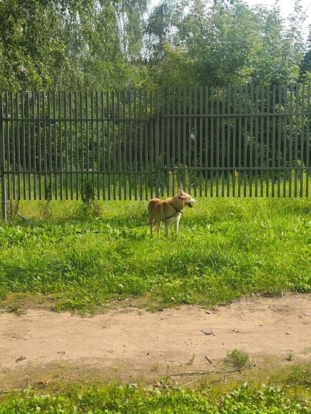 ПРИВЯЗАННАЯ СОБАКА В ПАРКЕ!
Собака првязана в забору, ...