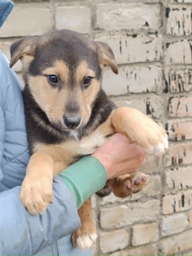 Мальчики в добрые руки. Выживают на улице.
Привезём
+791...