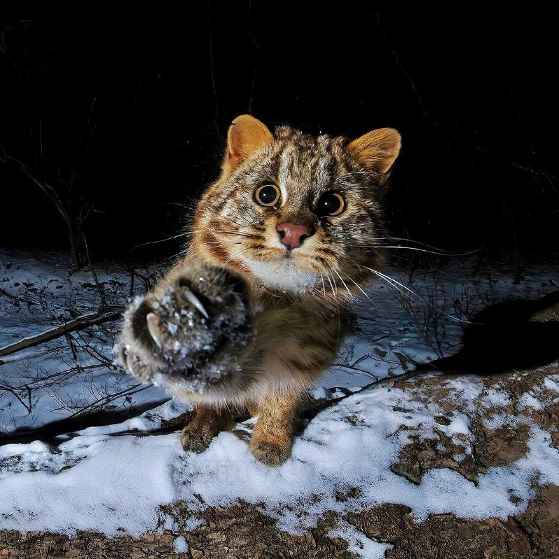 Знакомьтесь, это амурский лесной кот — самый милый обитатель сибирских лесов. Он очень скрытный, поэ