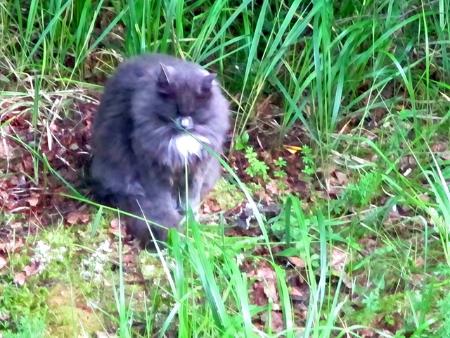 Чей котик сидит за домом ул.Волкова д.29.