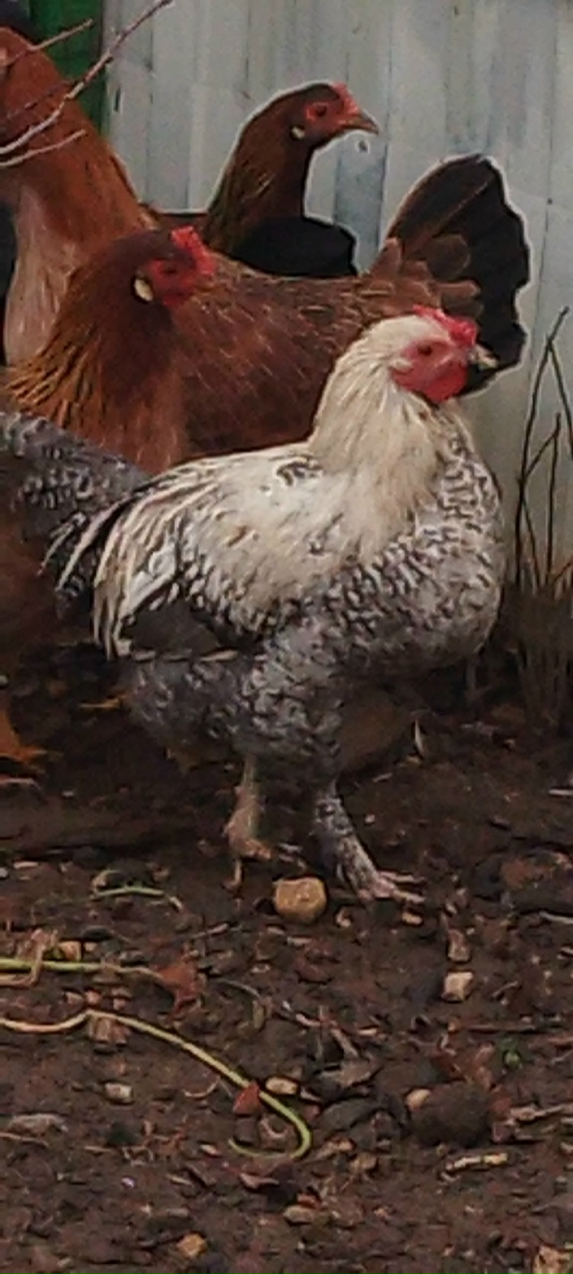 Всем доброго вечера. Вот такой красавчик готов перееха...