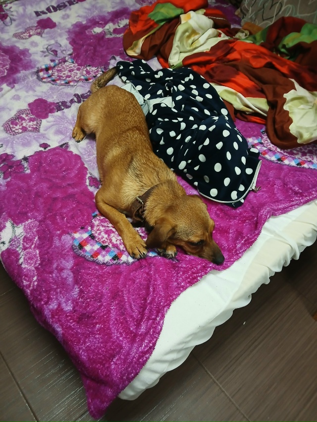 Привязался возле санатория планета, пришлось забрать. ...