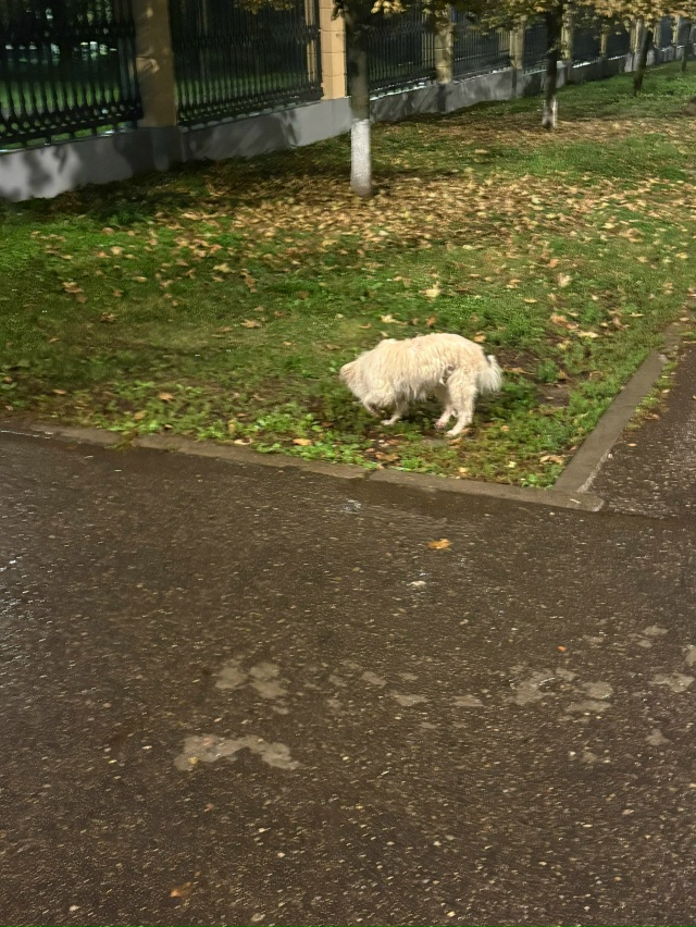 Кто потерял собаку?Бегает с красным ошейником,сверху у...