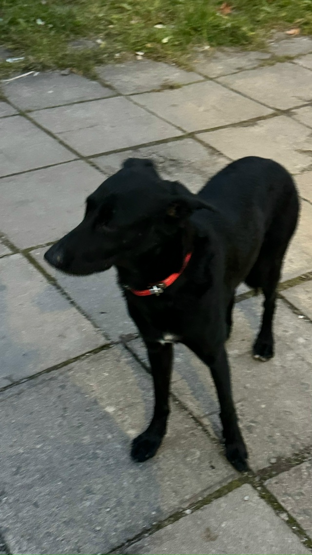 Целый день собачка стоит в ожидании хозяина. Молодой к?...