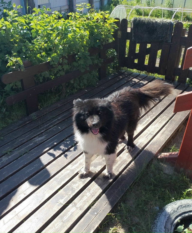 Отдадим в добрые руки щенков
•Родились 19 ноября
•6 ще?...