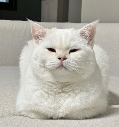 Все: Котики помогают справиться с осенней скукой.
Мой ?...