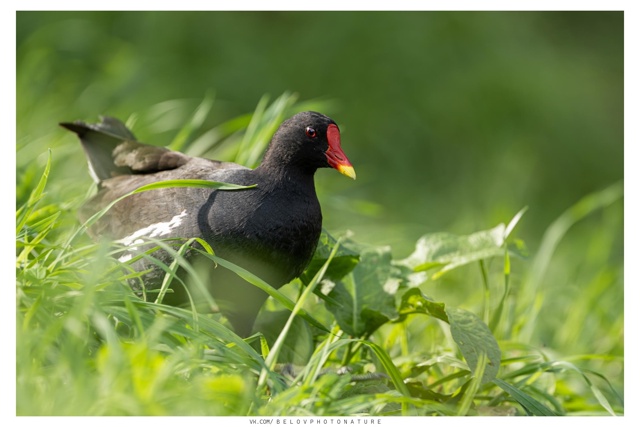 Камышница (болотная курочка) кормилась в травяном поле...