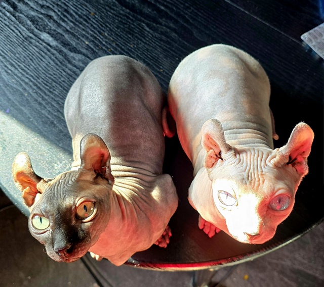 А жрат дадут?