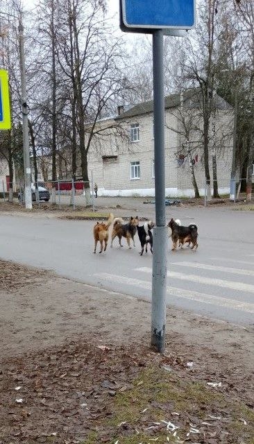 ❓ Что это такое?
Собаки уже целый день бегают и пугаю?...