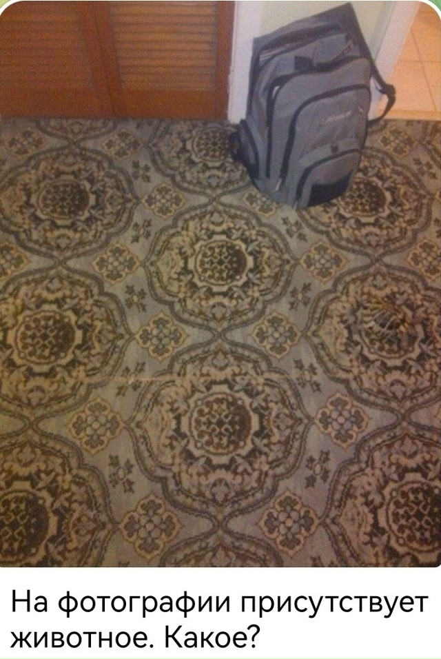 УТРЕННИЕ ЗАГАДКИ...