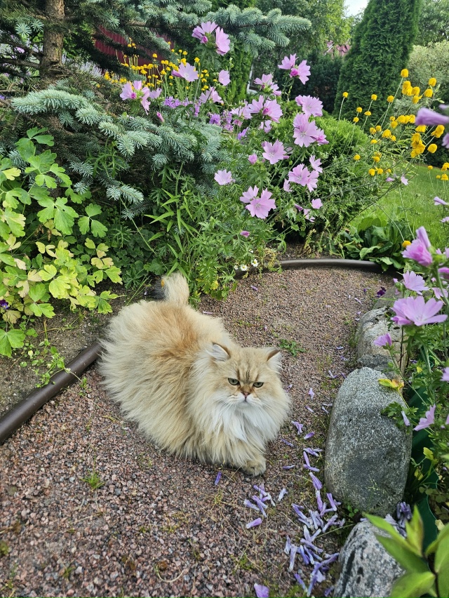 Джекки 😻🌹