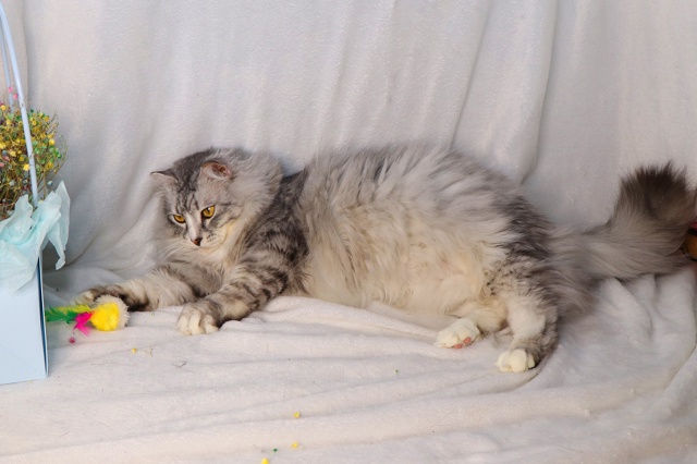 Витас⭐️шикарный крупный кот с наикрасивейшей шевелю?...