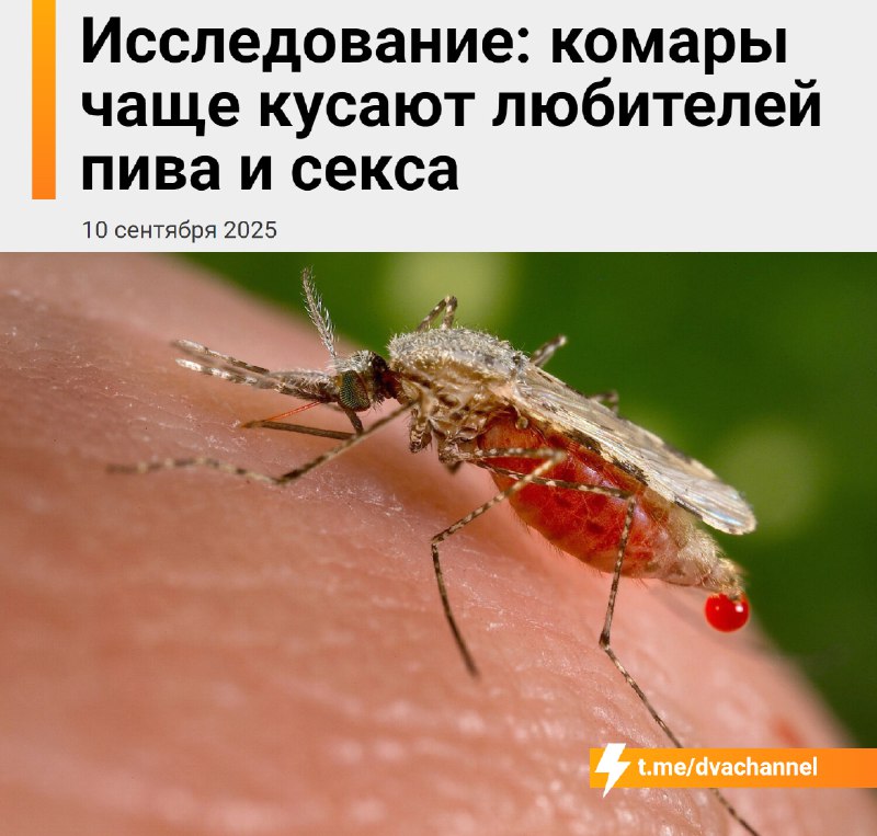 ‼️Комары гораздо активнее кусают любителей пива и секса, показало исследование
Всё дело в особом за