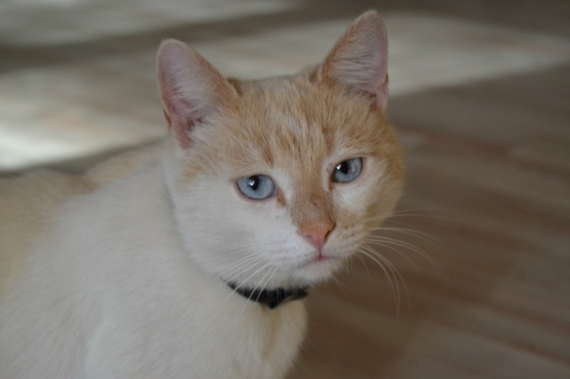 Пропал кот (д.Калиниха). Если Вы его видели, большая про?...