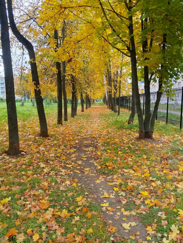 Золотая осень 🍂