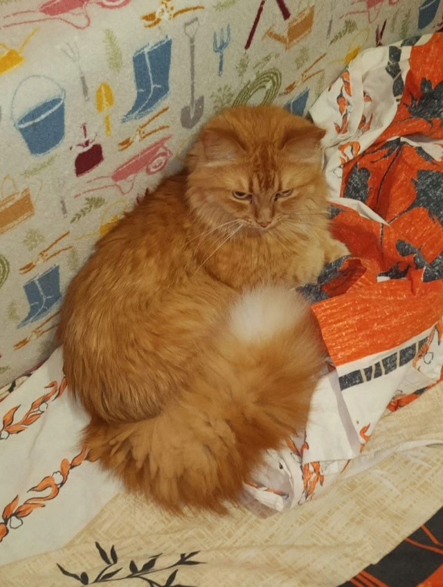Обращаюсь с мольбой о помощи 🙏🙏🙏 Ищу котика. Зовут е...