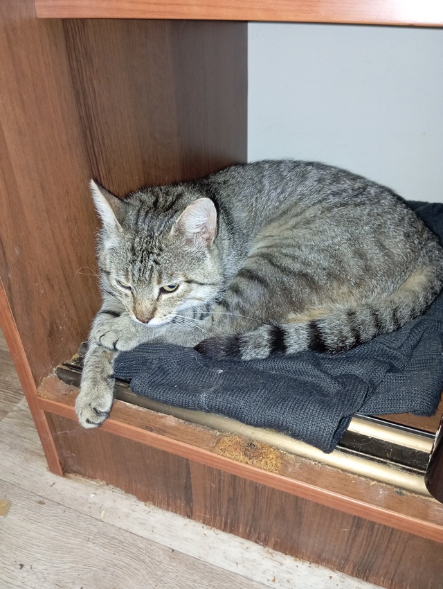 Пропал котик, Кузя, на улице Блинова, частный сектор ок?...