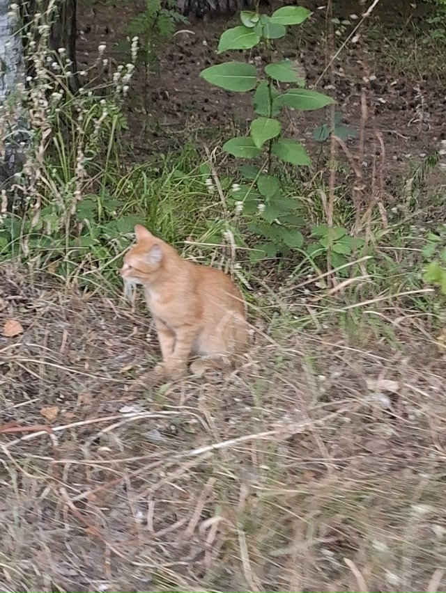 На Липатова бегает очень ласковая и молодая кошечка, п?...